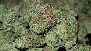 Gelato Strain Review