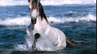 Красивые лошади мира   Beautiful horse world