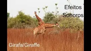 efeito sonoro girafa