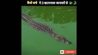 कैसे बचे ये 3 खतरनाक जानवरों से 🐲🐊| Animal Facts #shorts