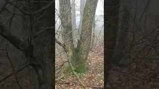 Прогулка по лесу