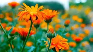 The living sounds of the village will help relieve stress. Flowers in a village front garden.