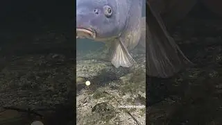Guess the weight of this monster.