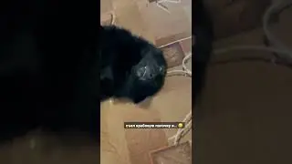 И что только в них добавляют? 🥲 шипперке Люсик. Стая Ленни Лоренц 