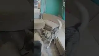 Wolfdogs aren’t for everyone.