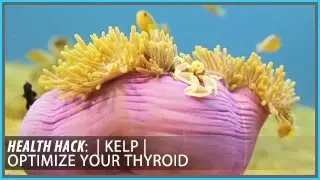 Kelp | Optimize Your Thyroid: Health Hacks- Thomas DeLauer