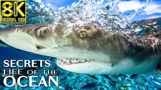 Secrets life of the Ocean in 8K Video ULTRA HD - Best 8K Sea Animals for Relaxation & Calming Music