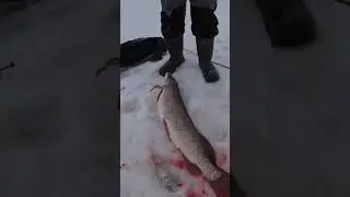 Крокодил на 10кг 
