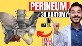 structures piercing perineal membrane anatomy | perineum anatomy 3d | perineal body anatomy