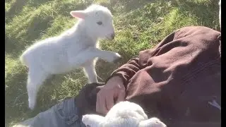 Милый ягненок \\ Cute Lamb