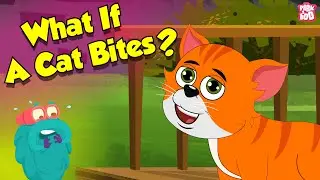 Is Cat Bite Dangerous? | What If A Cat Bites You? | Infection from Cat Bite | Dr. Binocs Show