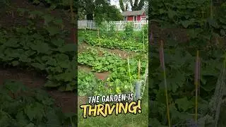 OUR JULY GARDEN UPDATE IS INSANE!