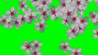 Футаж Переход Цветы,Футаж Красивые Цветы,Футаж Фон Цветы,Цветы футаж,футаж переход цветы