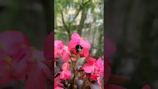 🐝🐝🐝+🌺🌺🌺=🍯🍯🍯