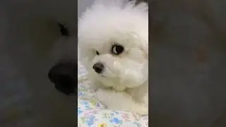 Funny dog videos 1