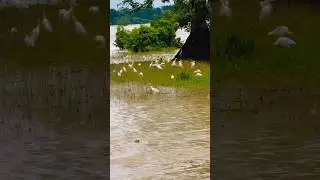 Assam 2024 Flood 30 may #assam #flood #newflood #2024flood