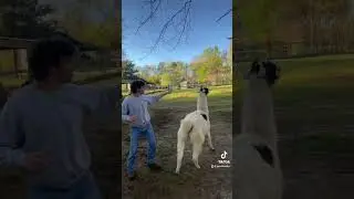 Avoiding llama spit 101