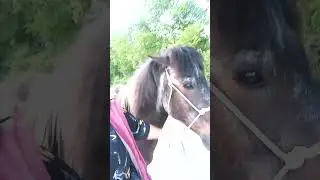 STALLION TRAINING // NIKITA // Horses, Donkeys and Katrin 