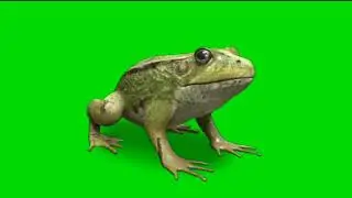 green screen effectgreenscreen green screen frog green screen Medak