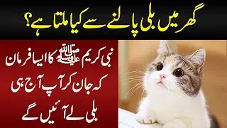 What Does Islam Say About The Most Popular Pet Cat  Lesser Known Facts