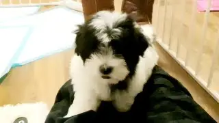 Mare Poo-Ton: the most adorable puppy you have ever seen