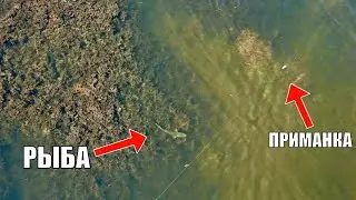 МЫ ВСЕ С ЭТОГО ОФИГЕЛИ! Поклёвки КРУПНЯКА ИЗ ТРАВЫ. Рыбалка по травяным затонам Балхаша