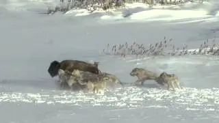 Douchebag Bison