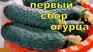 ОБРЕЗКА ПАСЫНКОВ и ГОРЯЧАЯ МУЛЬЧА для обильного урожая