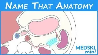 Name That Anatomy - Episode 188