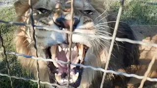 🦁Алекс младший рычит и требует добавки🍗