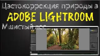 Цветокоррекция природы в Adobe Lightroom - Тропический мшистый лес