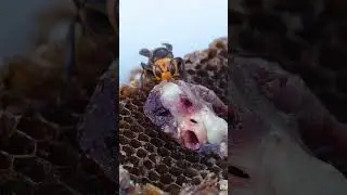 Giant Hornet's Tough Fight with Big Meat