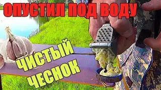 Реакция рыбы на Свежевыжатый Чеснок. Опустил чеснок под воду. Подводная съёмка.