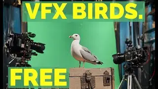 (8K) Free VFX Bird Stock Footage Assets!