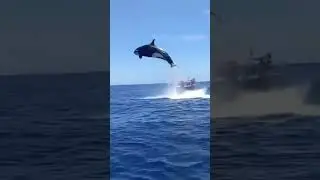 Orca Knocks Shark Into Boat and is Body Slammed by a Whale (Funny Edit) 