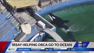 Jim Irsay helping orca return to the ocean