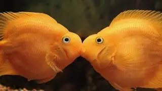 Sweet Melissa TV. Animals TV. Aquarium. Красный попугай (гибридный попугай)