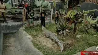 Kaki Panji hampir di makan buaya!!...