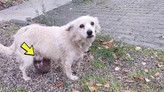 Abandoned, she begged passersby to help her as the giant ulcerous tumor hurt her