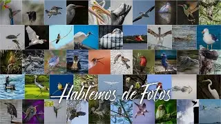 ¿Cómo Fotografiar Aves?