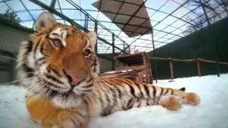 Большие кошки Фельдман Экопарк/Feldman Ecopark’s big cats
