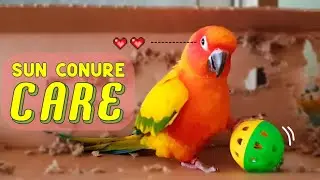 How to Take Care of Sun Conure