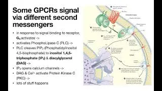 G-Protein Coupled Receptors (β-adrenergic, etc.)