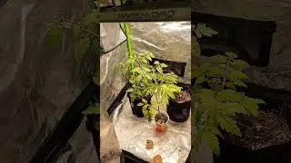Tomato Grow Mars Hydro TS1000 