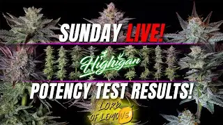 Potency Test Results of 6 Lemon Strains!