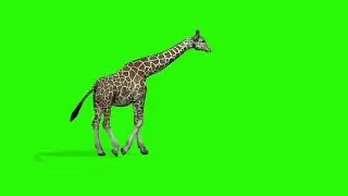 Green screen animal video। animal green screen video।Animal green screen no copyright