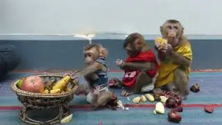 Look So Good Behavior When Three Little Waiting Their Dinner