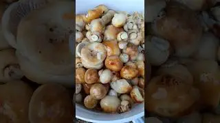 Кулачки