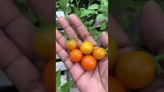 Growing Sungold Tomatoes|Container Garden