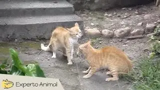 Peleas de gatos - Cats fighting